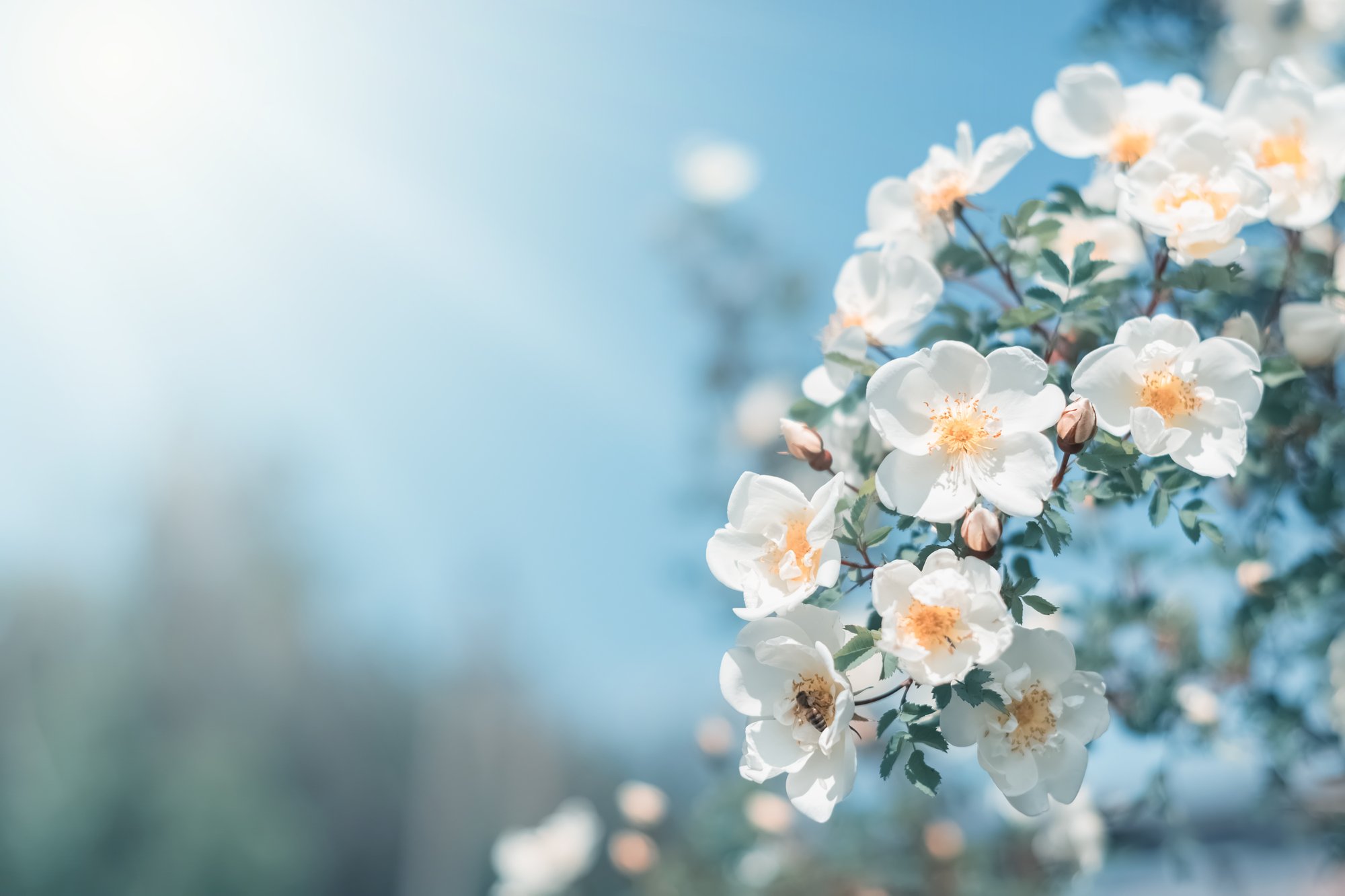 flowers and sunshine